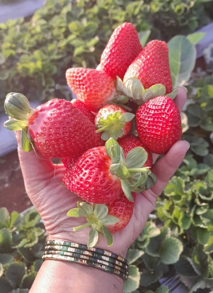 Organic Strawberry Mahabaleshwar